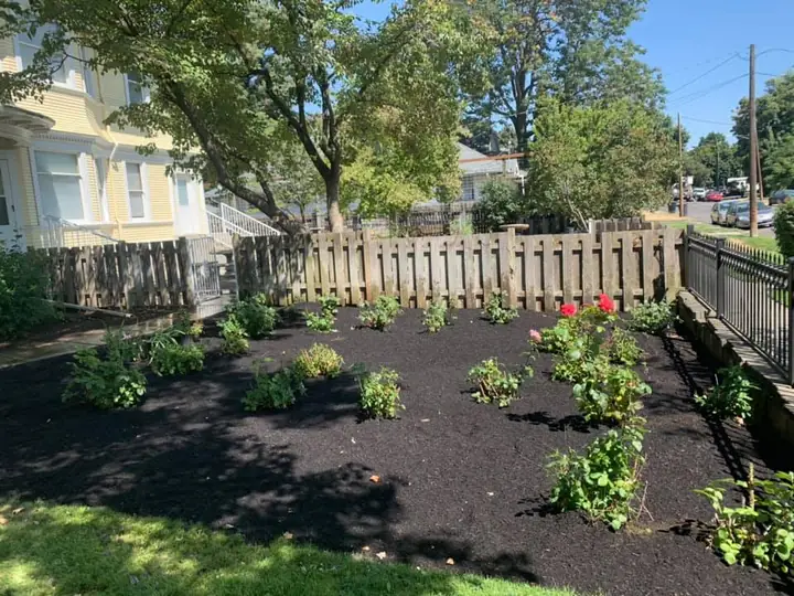 New black mulch bed with shrubs and roses along a wood fence