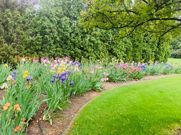 Bed of blooming irises along a curved lawn edge
